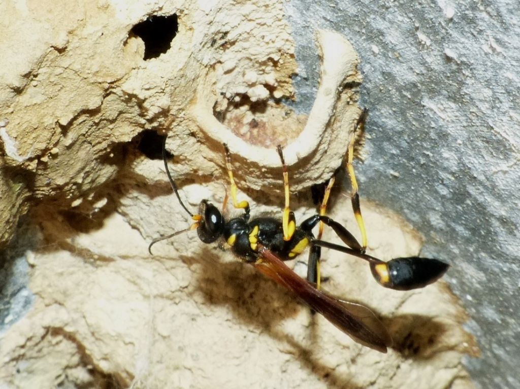 Che specie di ragno?